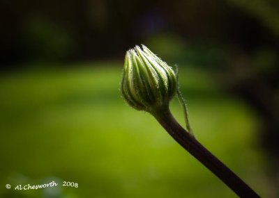 Ostiospermum bud.jpg