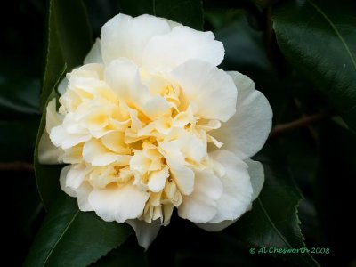 Camellia 2.jpg