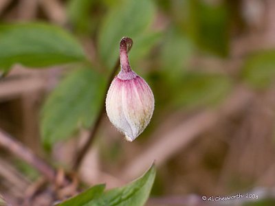 Clematis bud.jpg