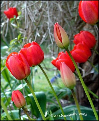 Tulips.jpg