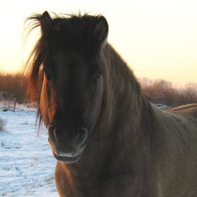 Konikpaarden in natuurgebieden