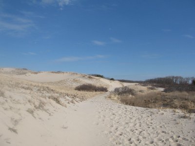 Cape Cod dunes