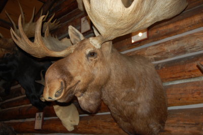 Moose Head