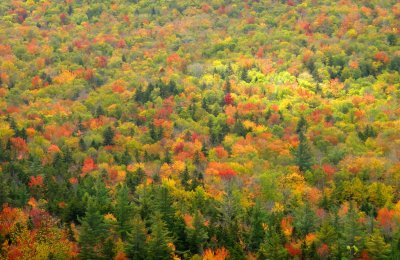 The Foliage in Vermont