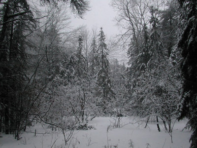 Maine in the Snow