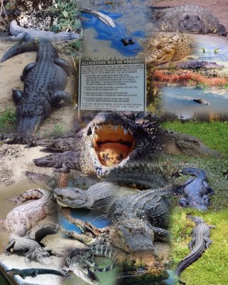 Predatory Reptile collage