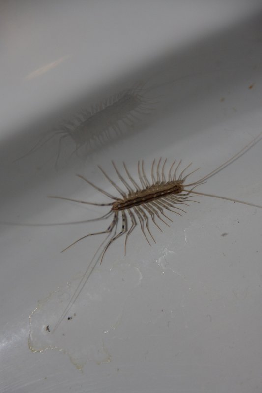 House centipede Scutigera coleoptrata.jpg