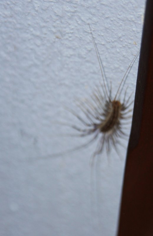 House centipede Scutigera coleoptrata1.jpg