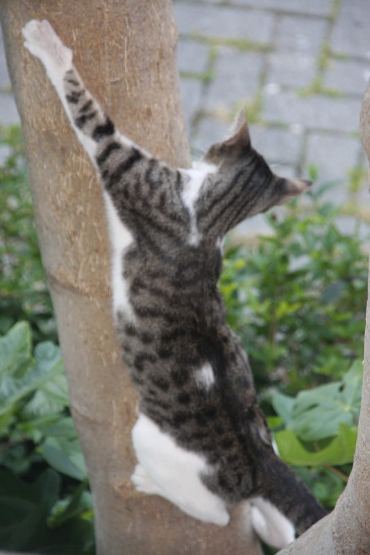 Oso trying to go down 1.jpg
