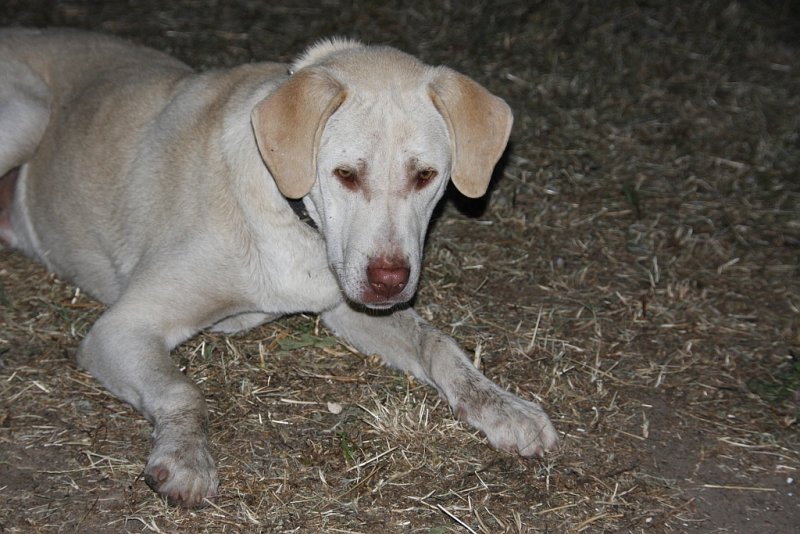 Our new friend the dog.jpg