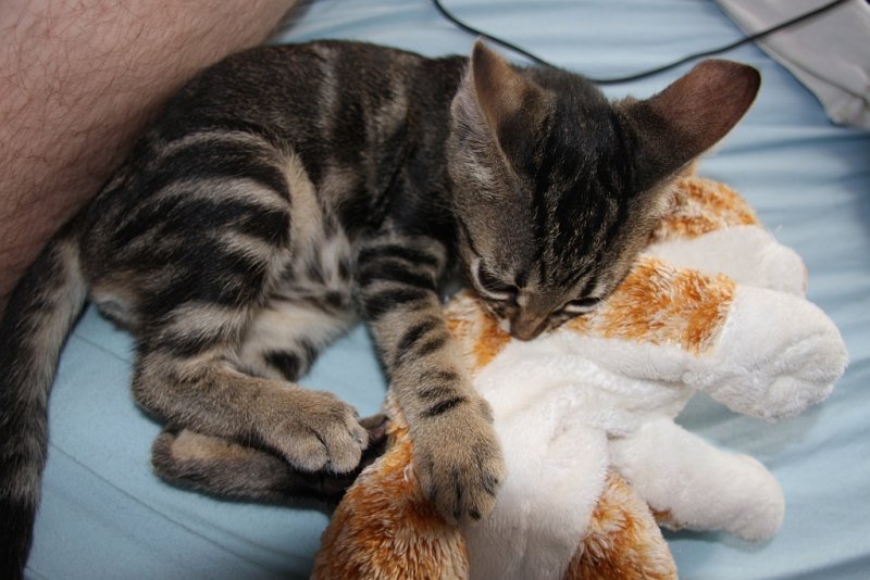Psyco kitten.jpg
