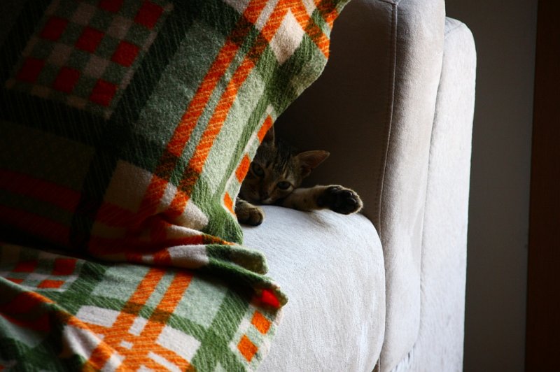 Another sleeping cat.jpg