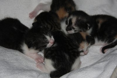 New kittens3.jpg