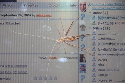 Bug on the screen1.jpg