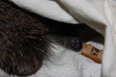 hedgehog 1 had a swollen leg.jpg