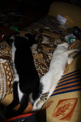 KK and Loko asleep.jpg