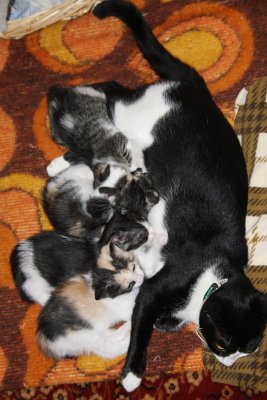 panda the mama and her new kittens.jpg