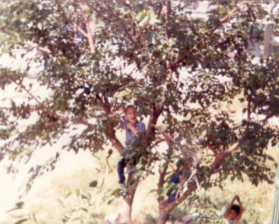 1983, fresh fruits on the tree, yummy