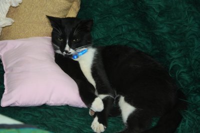 The king KK and his pink cushion.jpg
