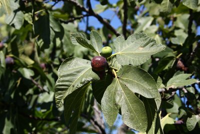 A fig tree.jpg