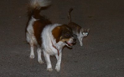 Dog looks after kitten.jpg