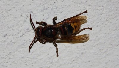 This wasp was as big as my thumb.jpg