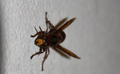 This wasp was as big as my thumb1.jpg