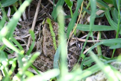 Greenstripe frog1.jpg