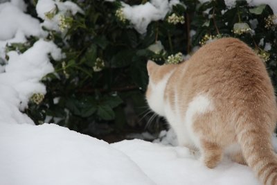 Sabah the SnowCat 4.jpg