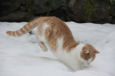 Sabah the SnowCat 8.jpg