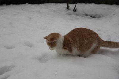 Sabah the SnowCat 10.jpg