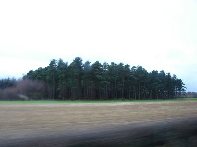 Scotland38 Norwegian Pine.jpg