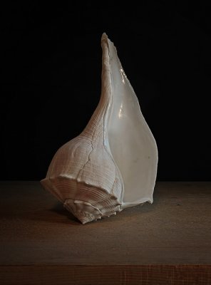 Shell.jpg