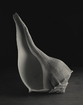 810 Shell.jpg