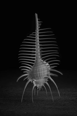 comb2b.jpg