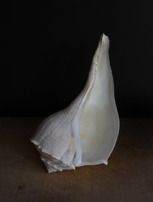 shell5DII50mm.jpg