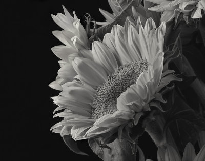Sunflower Closeup.jpg