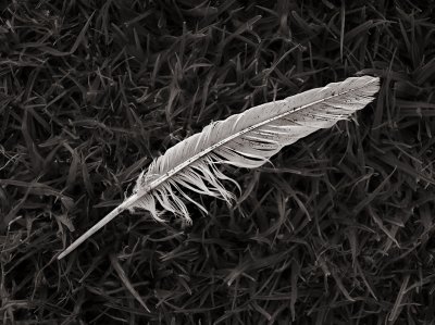 Feather.jpg