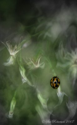 g1/73/597273/3/89547942.LvjY7Mmj.jpg