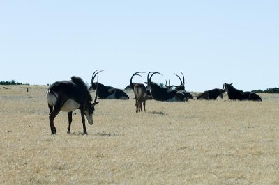 DSC_0669A.jpg