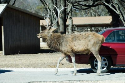 DSC_0685A.jpg