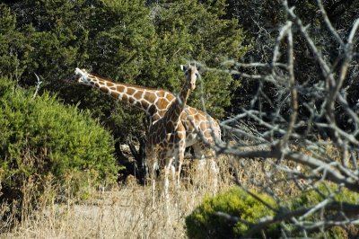 DSC_0695A.jpg