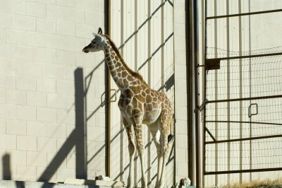 DSC_0739A.jpg
