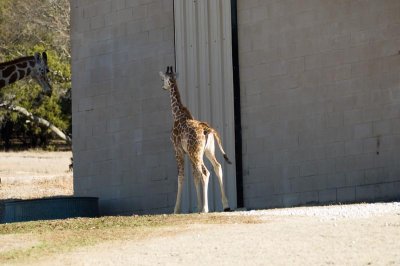 DSC_0743A.jpg