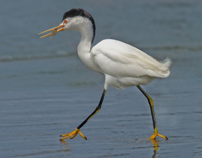Fun with Photoshop, Grebe/Egret