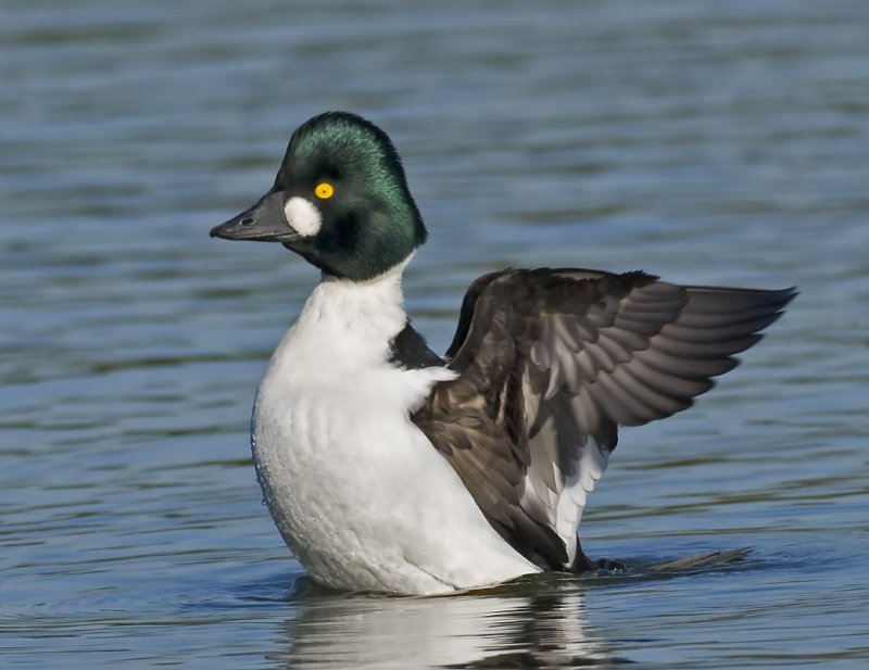Common Goldeneye
