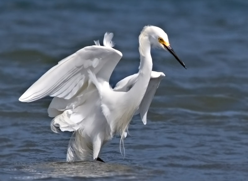 Snowy Egret, Half Moon Bay