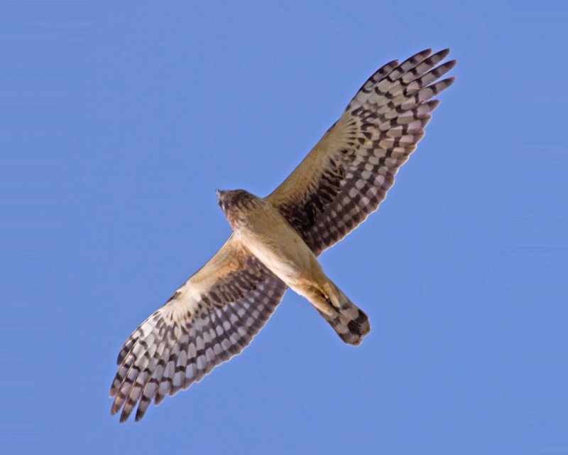 Northern Harrier, Baylands