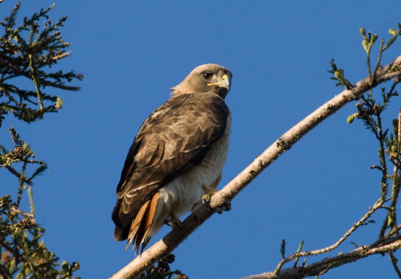 Red tailed Hawk, Campbell