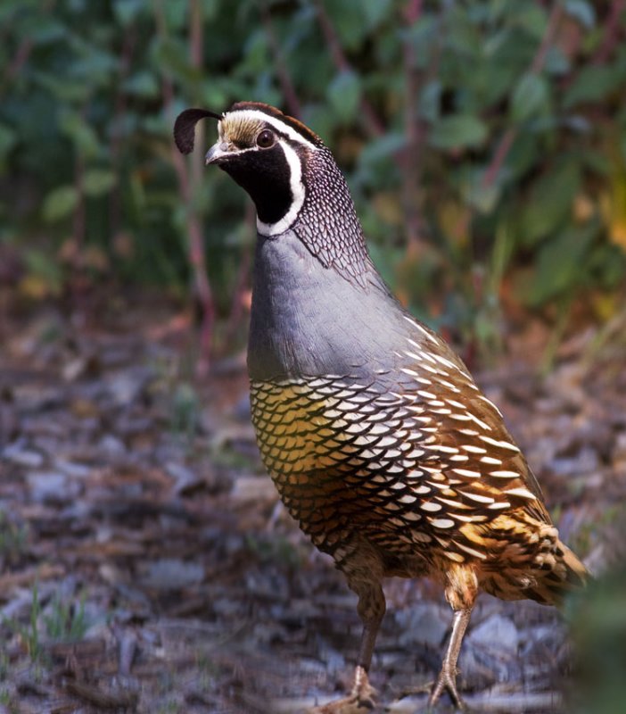 California Quail, Cupertino